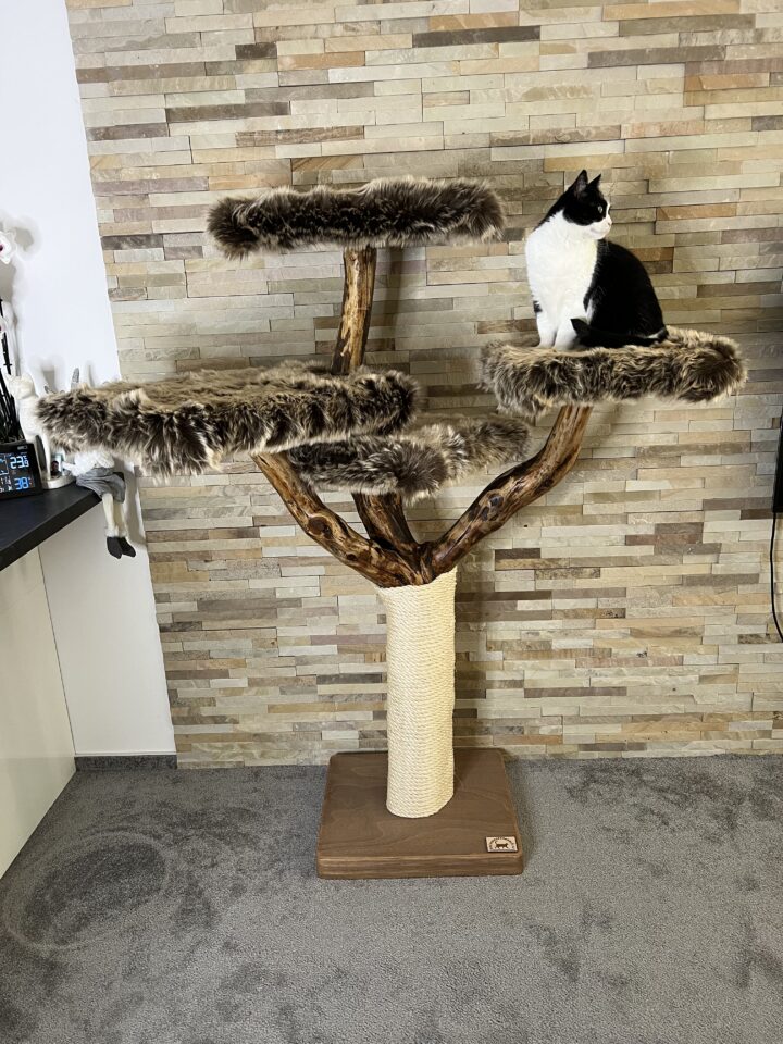 Kočičí strom Rolba