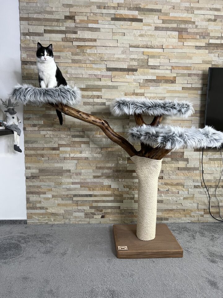 Kočičí strom Pinokijo