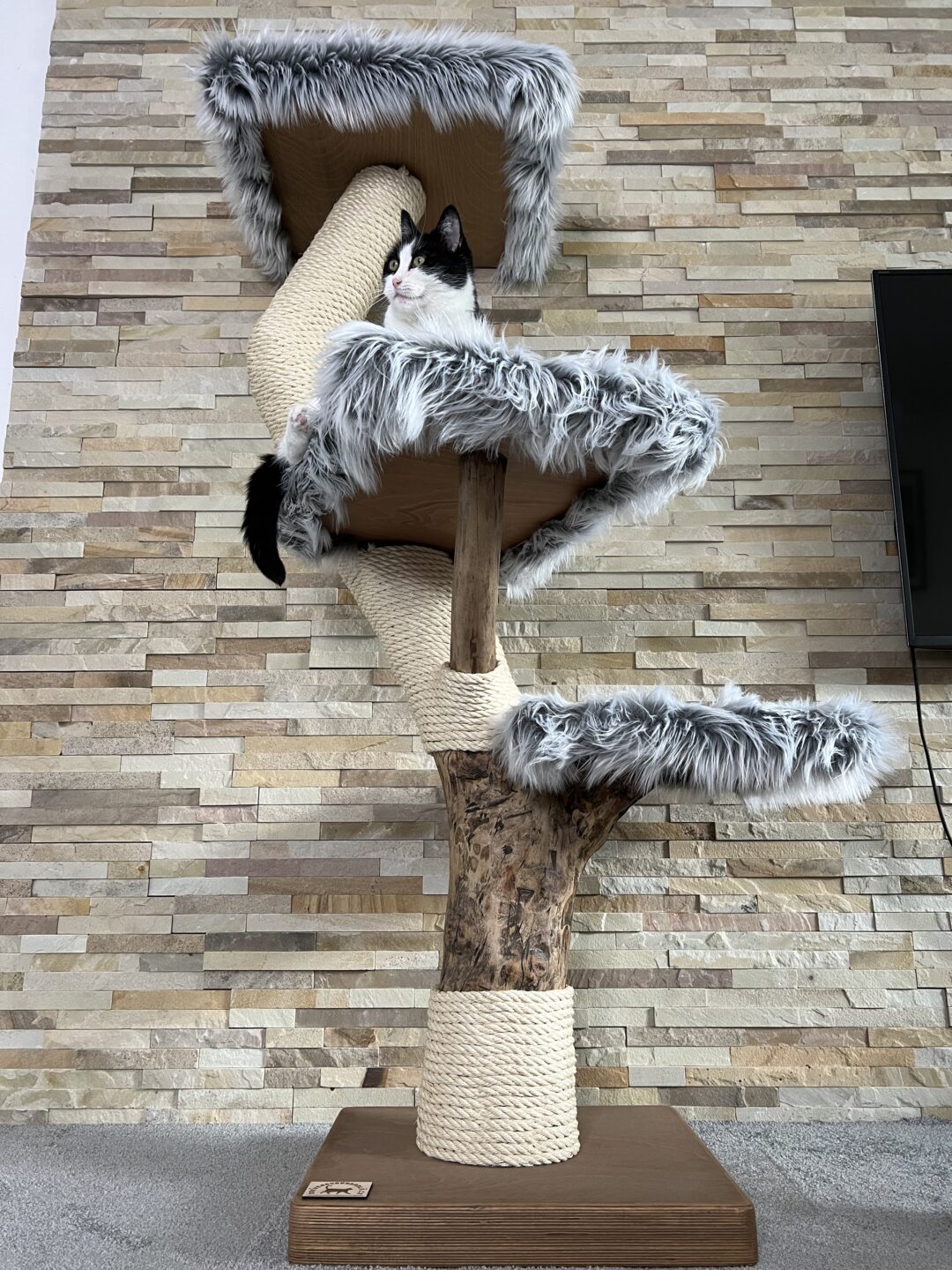 Kočičí strom Linda