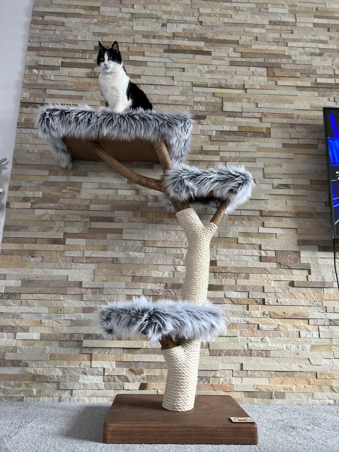 Kočičí strom Kelišová