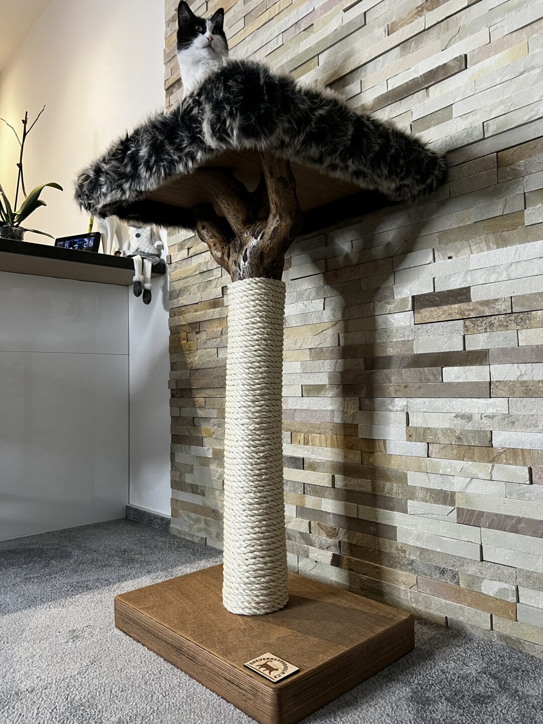 Kočičí strom Baobab - Image 3