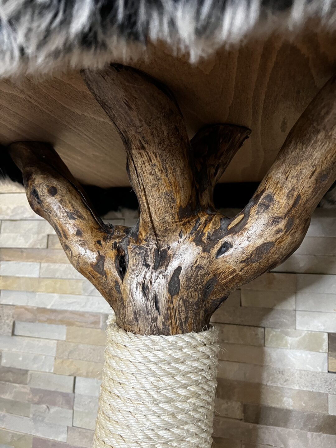 Kočičí strom Baobab - Image 6