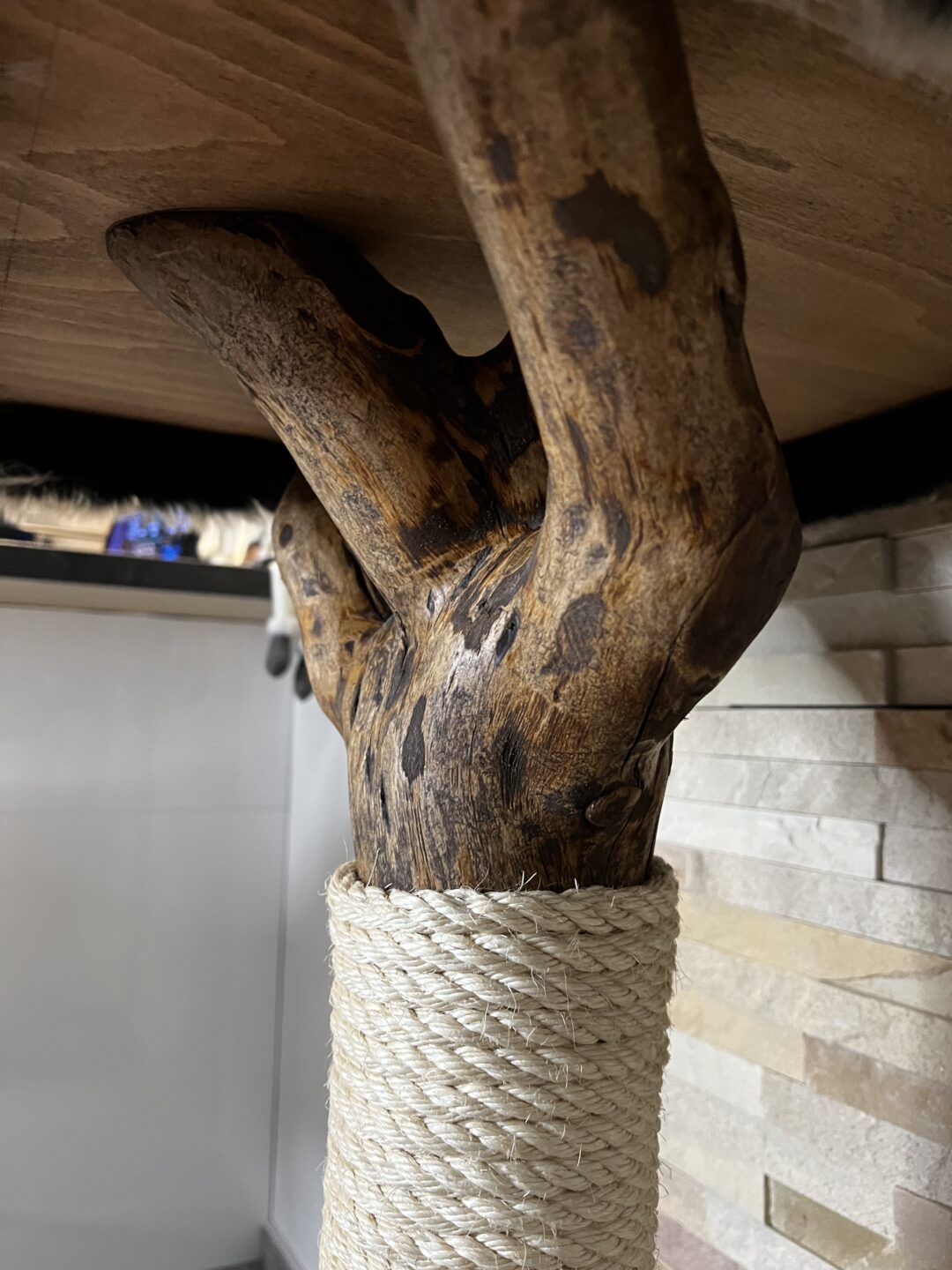 Kočičí strom Baobab - Image 7