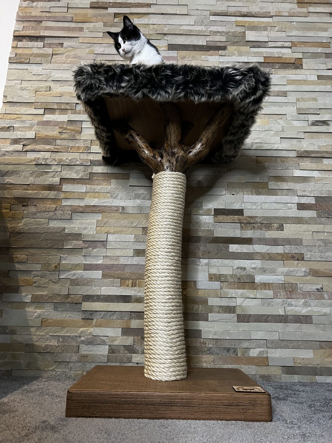 Kočičí strom Baobab