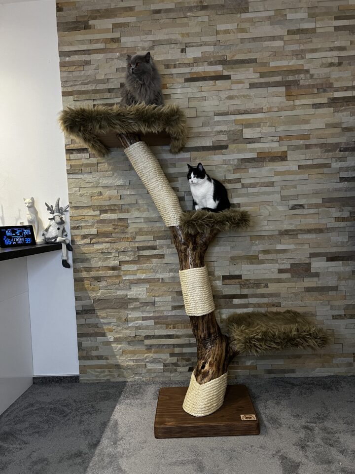 Kočičí strom Milan