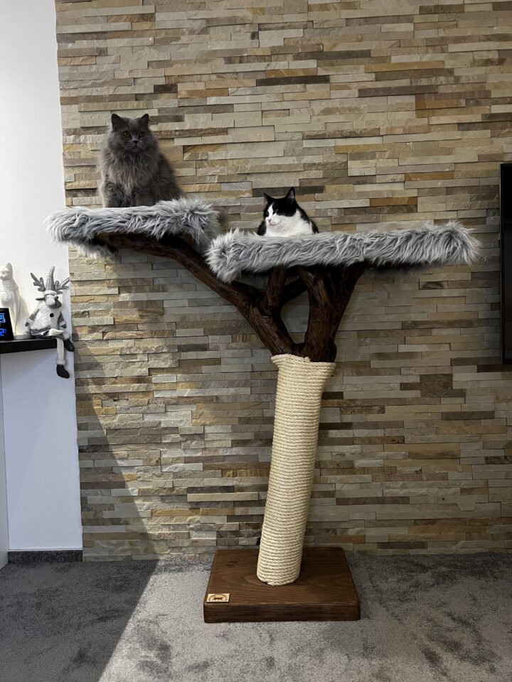 Kočičí strom Radek