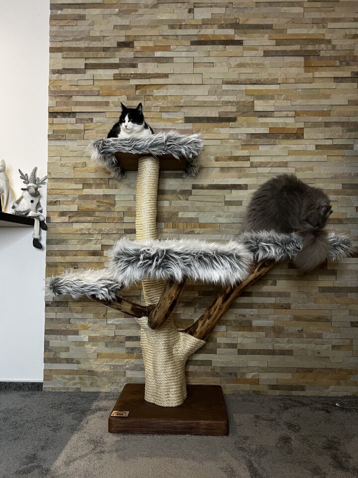 Kočičí strom Zorka