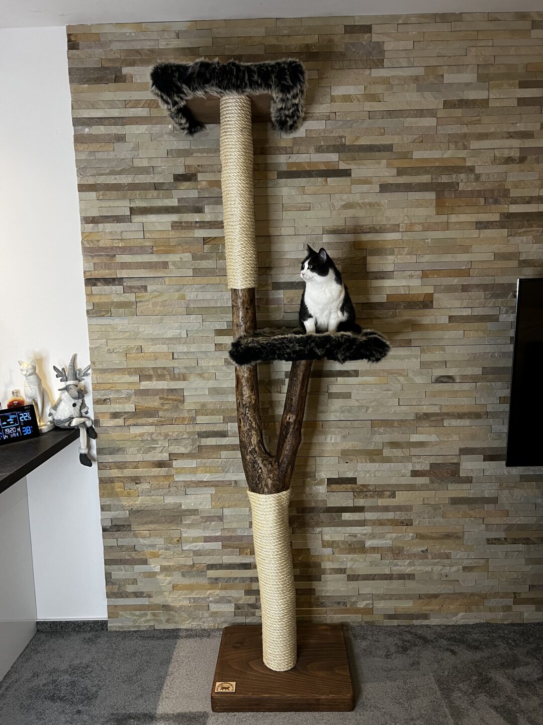 Kočičí strom Nudlička