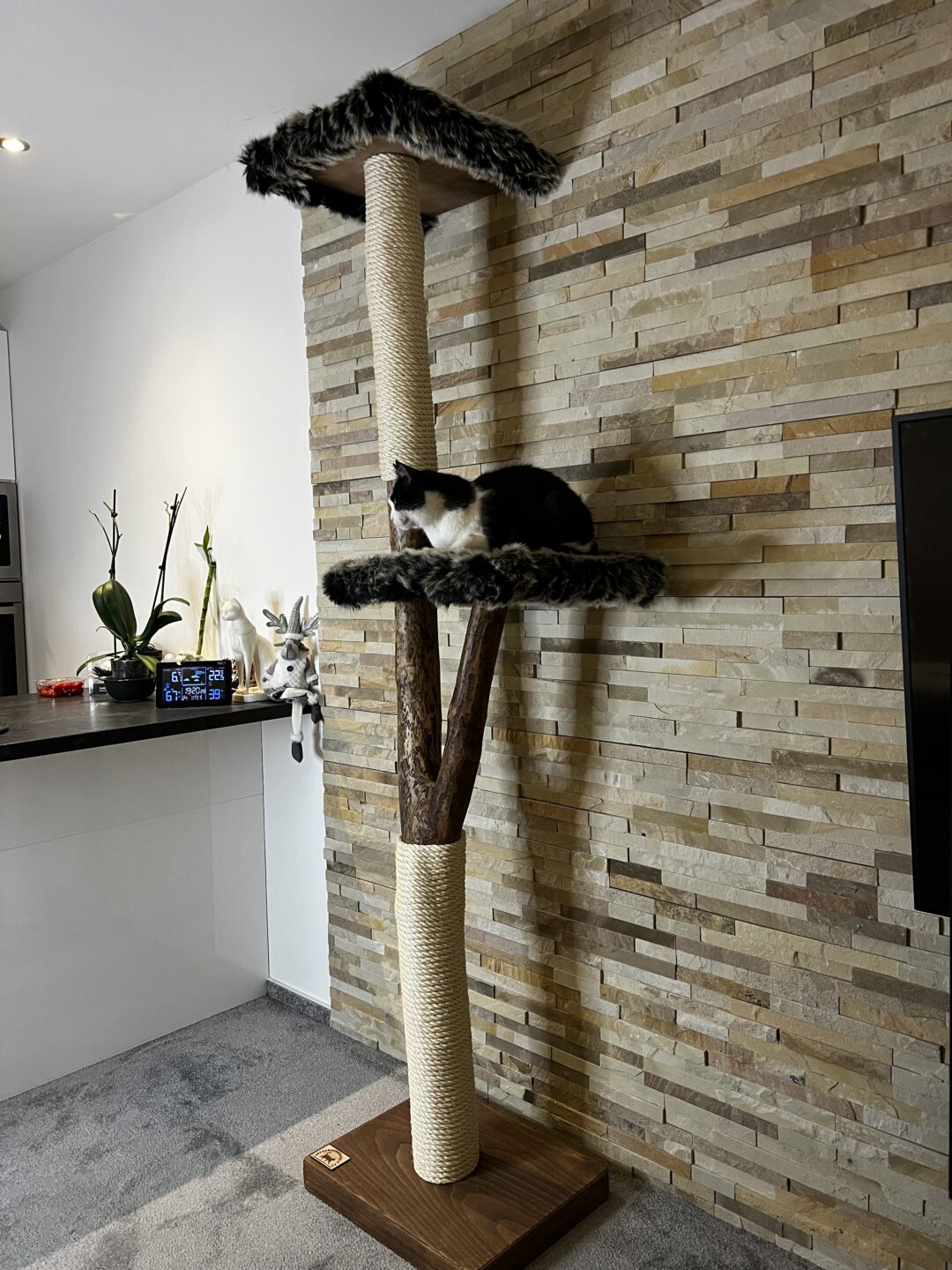 Kočičí strom Nudlička - Image 3