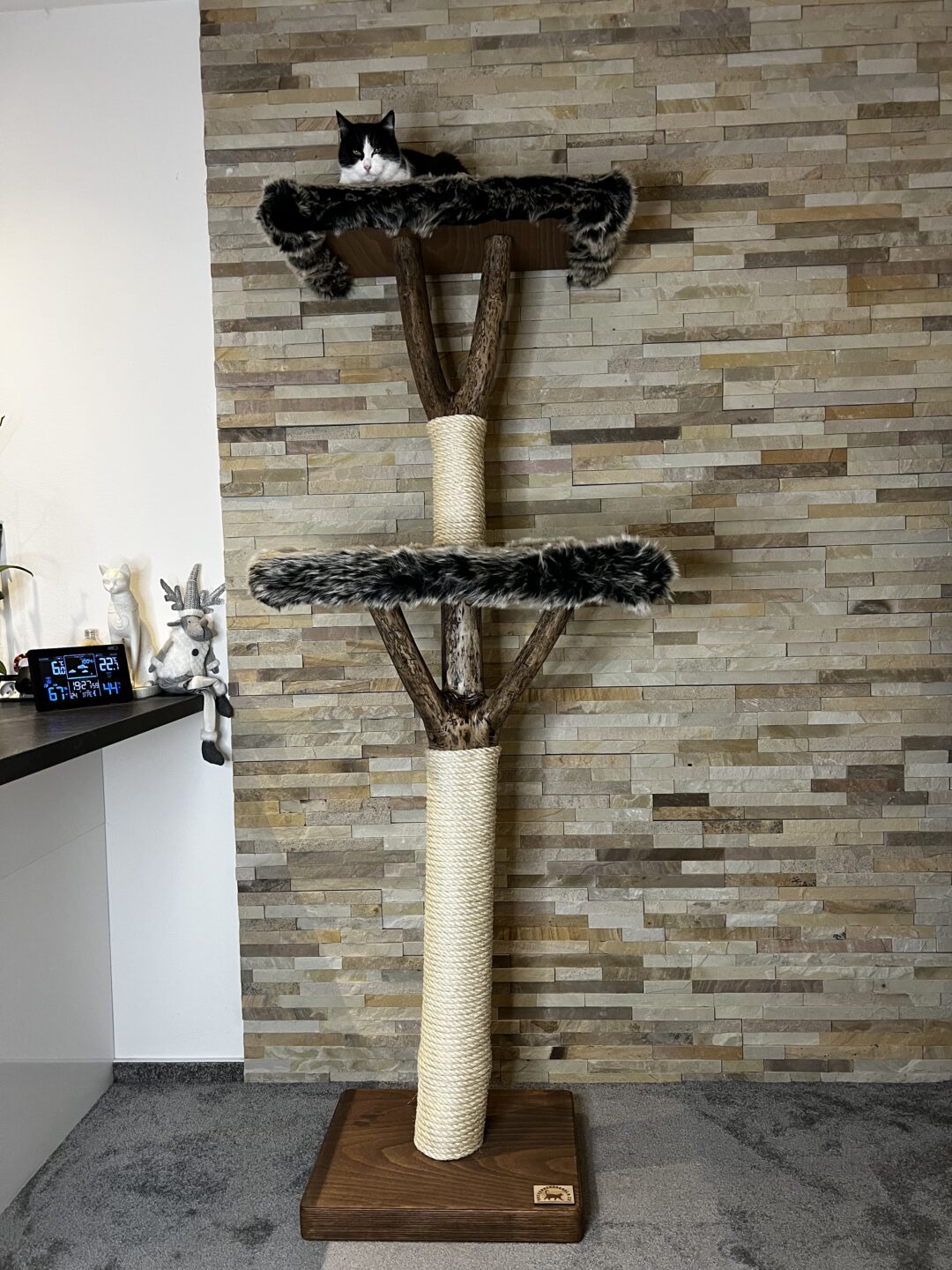 Kočičí strom Standa
