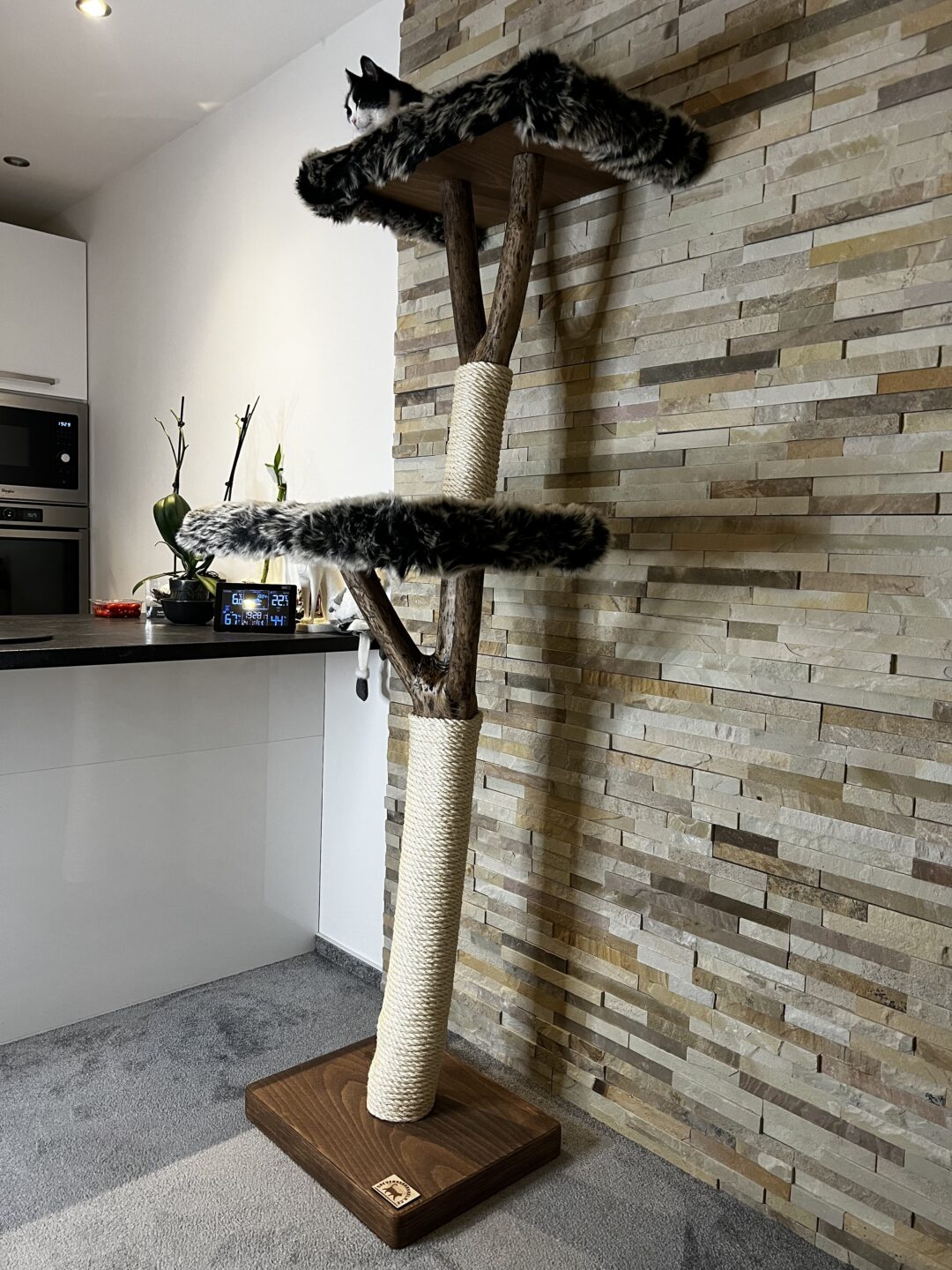 Kočičí strom Standa - Image 4