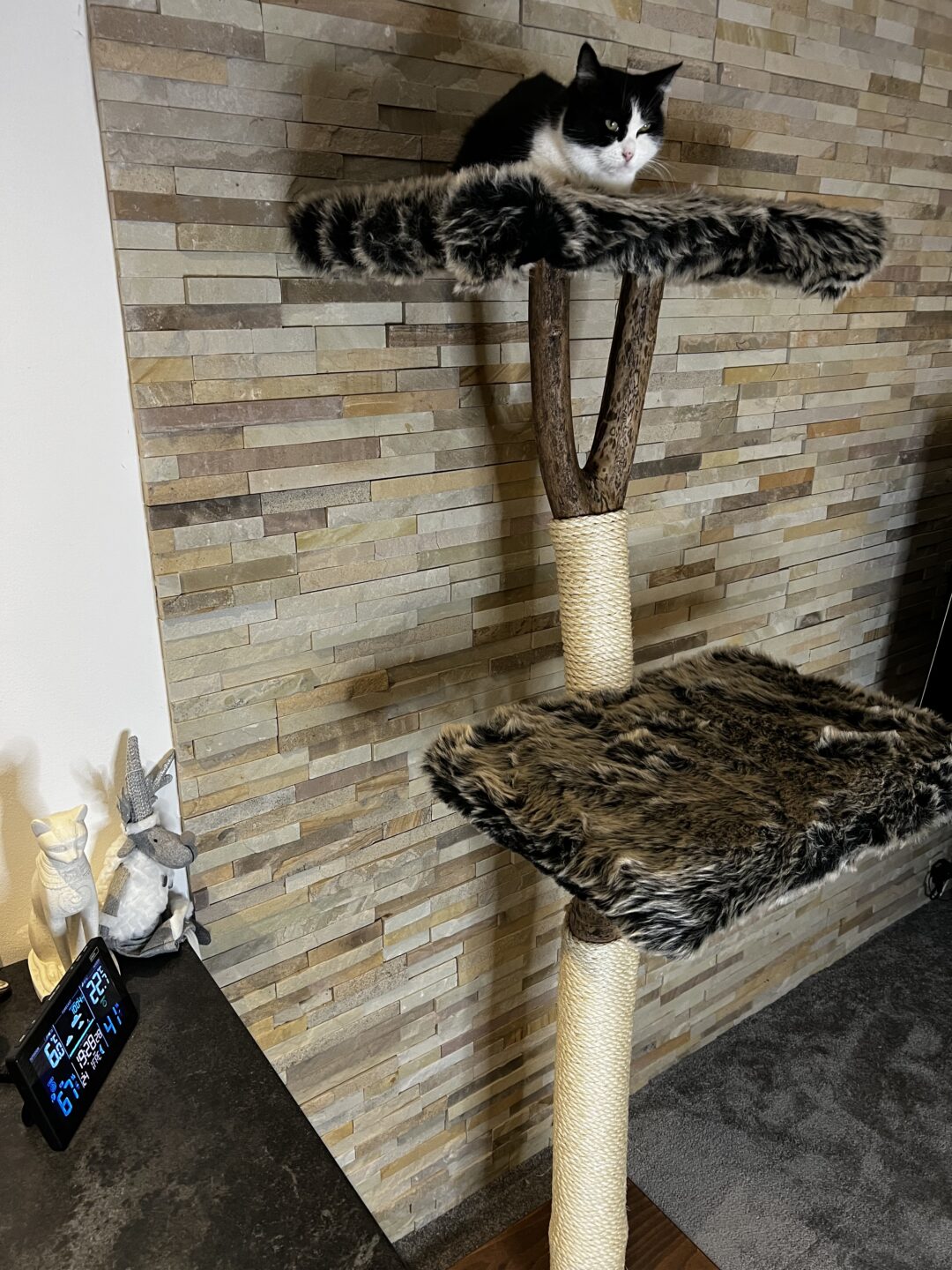 Kočičí strom Standa - Image 5