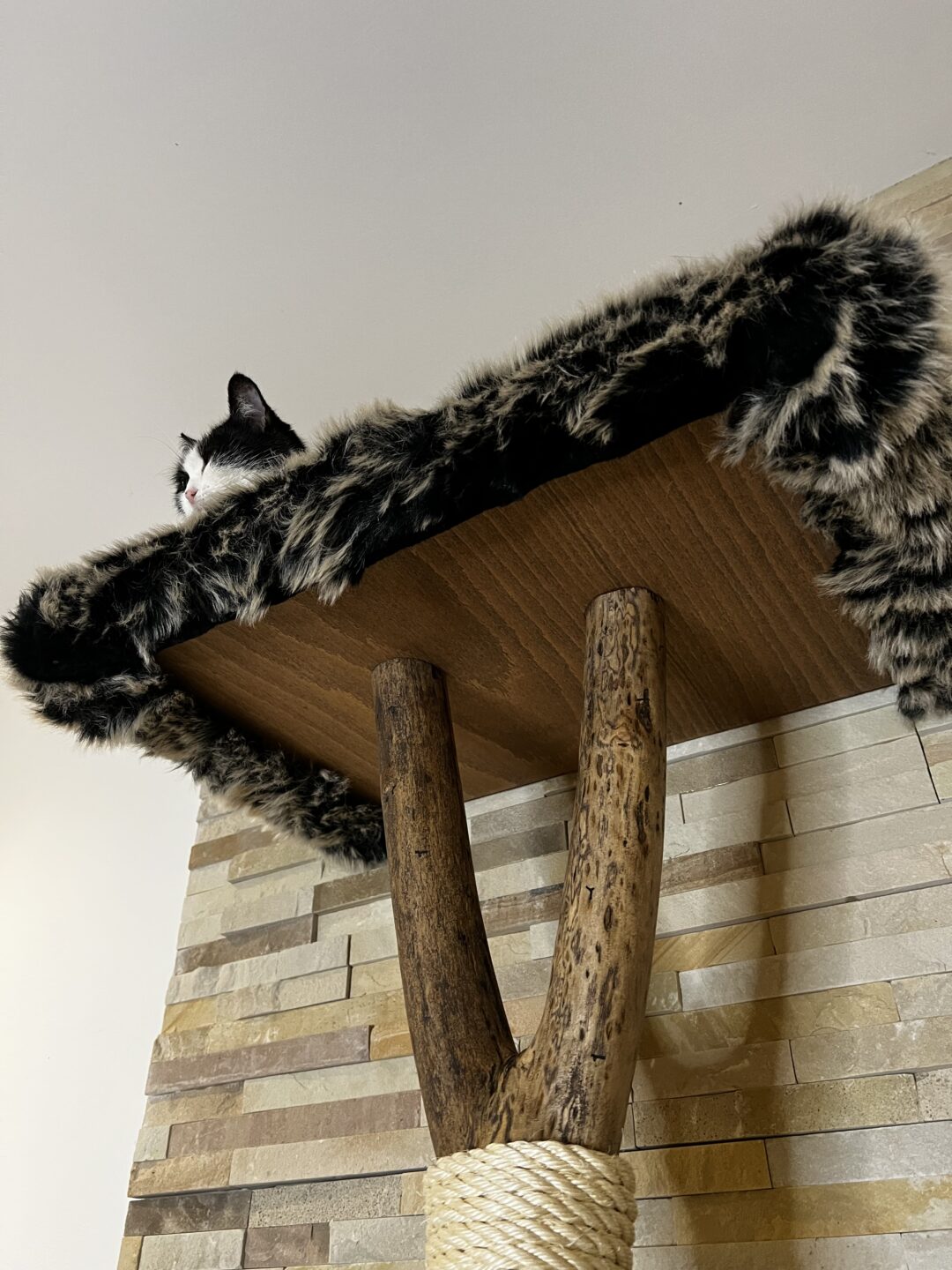 Kočičí strom Standa - Image 8