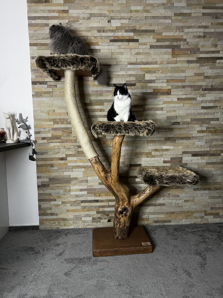 Kočičí strom Pája