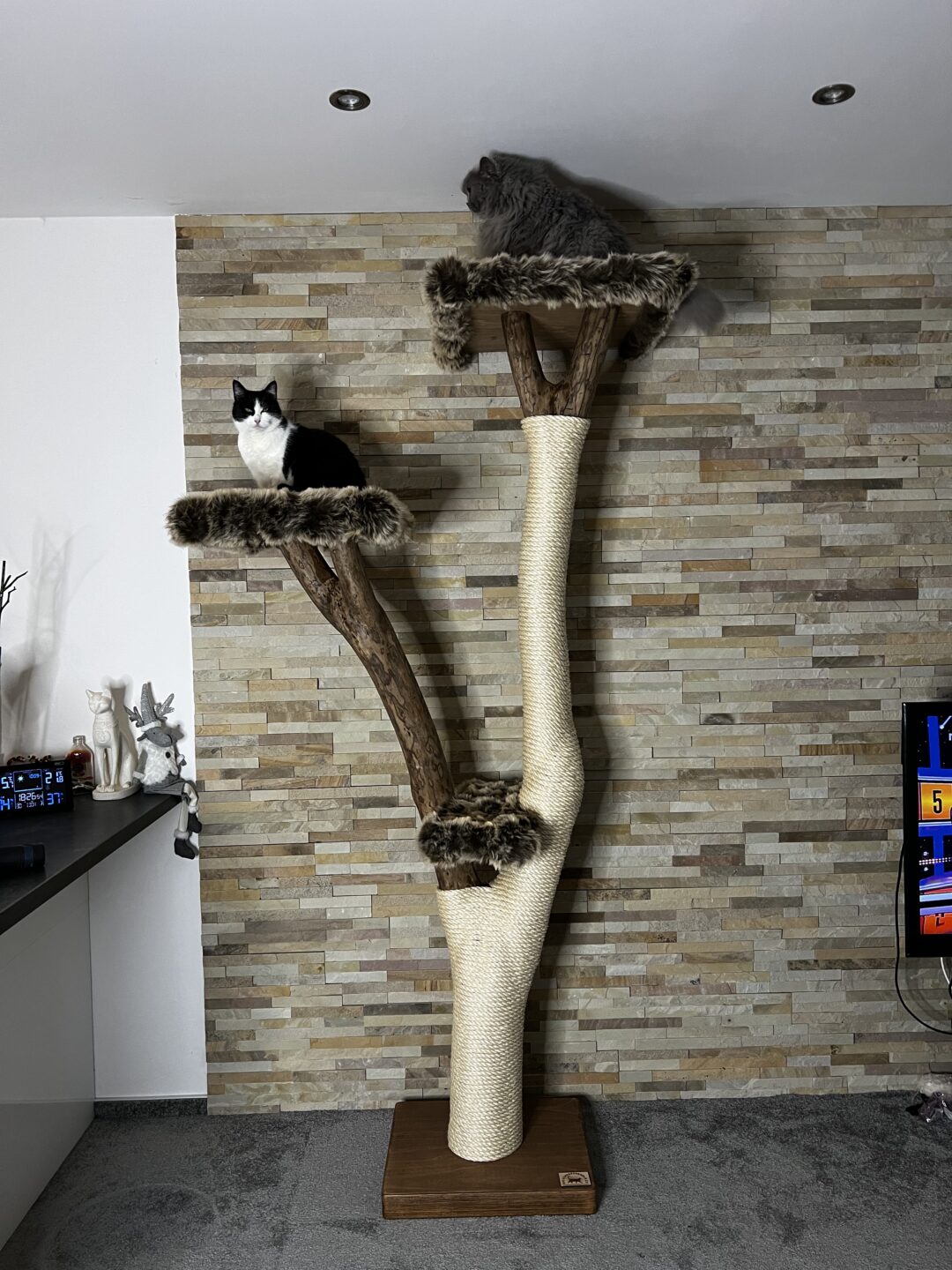 Kočičí strom Zeus