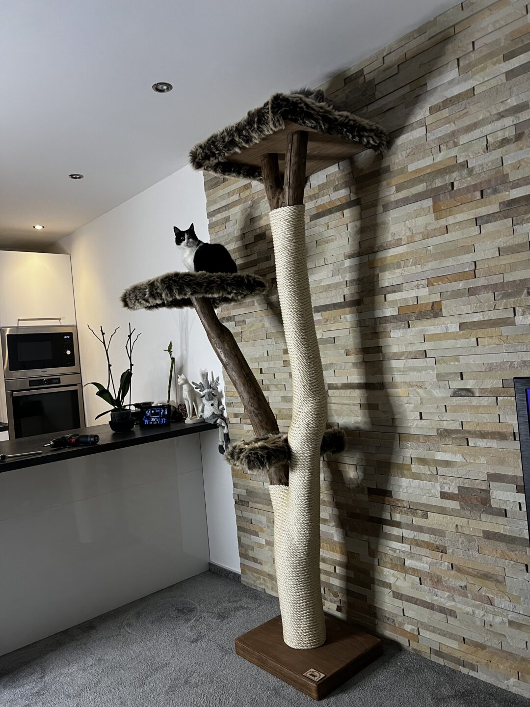 Kočičí strom Zeus - Image 3
