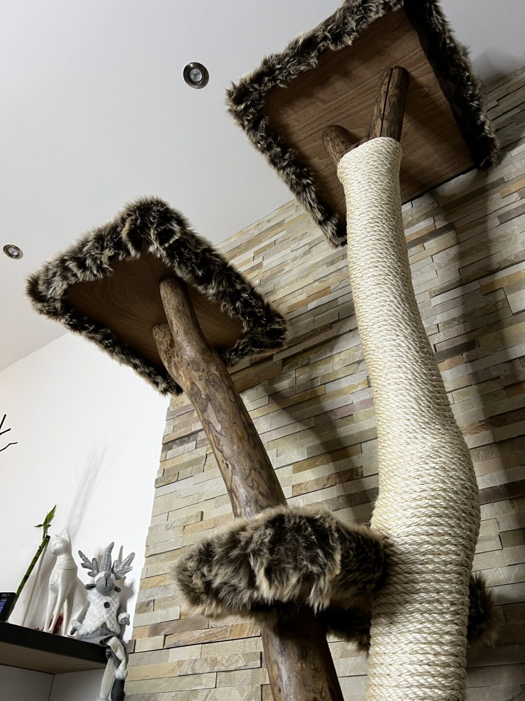 Kočičí strom Zeus - Image 11