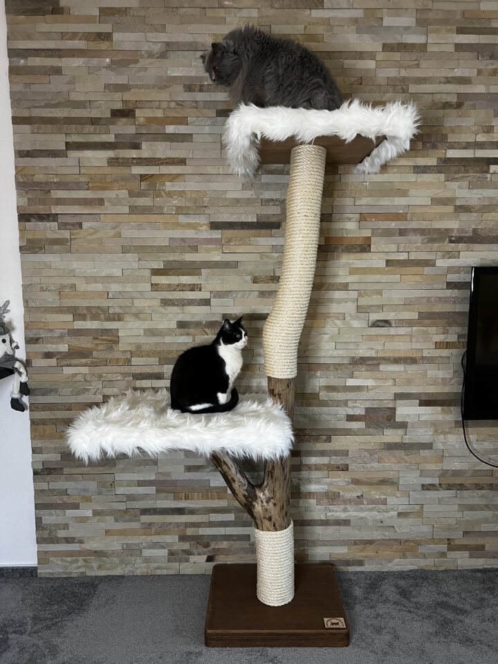 Kočičí strom Roman