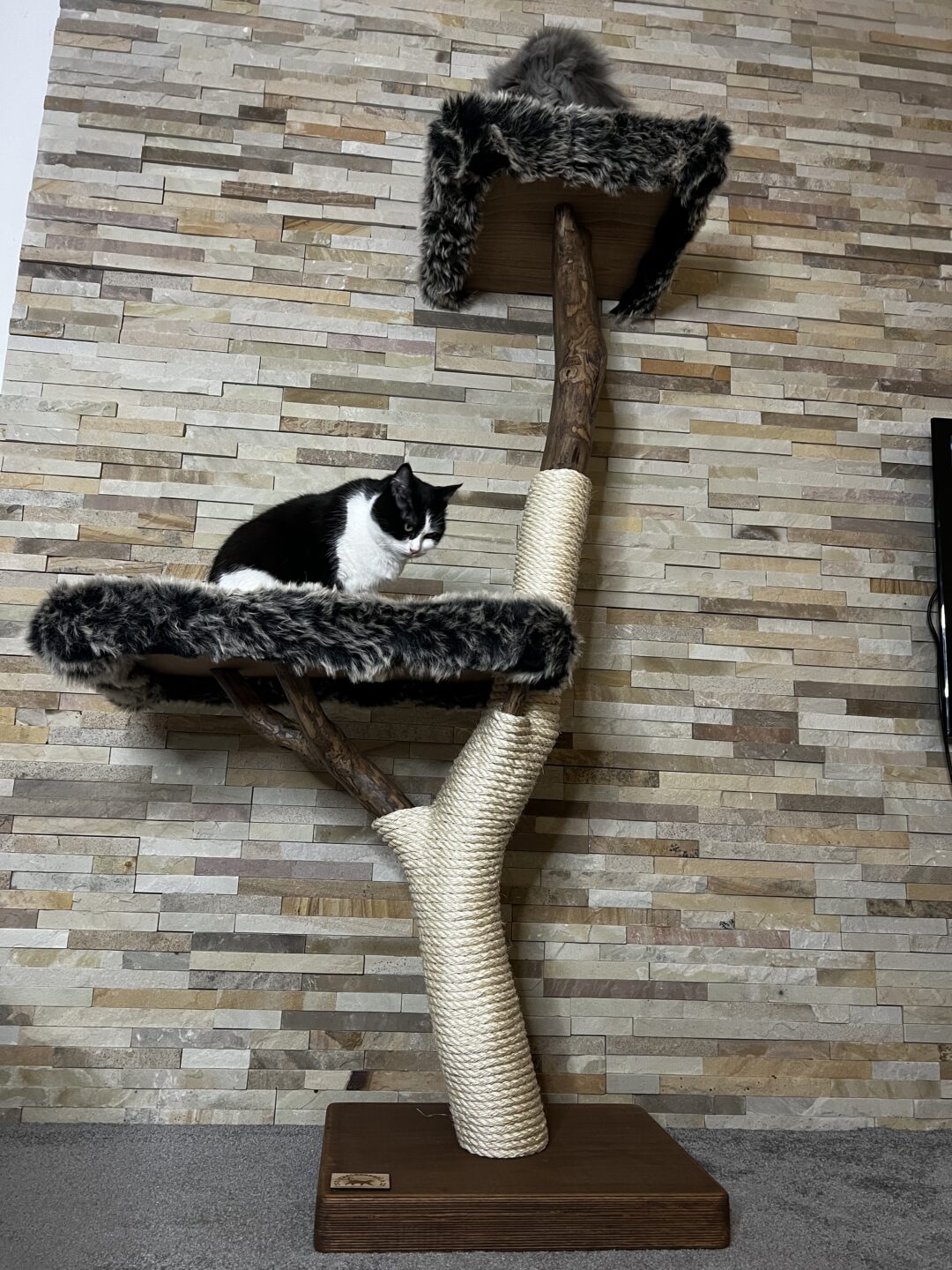 Kočičí strom Anička