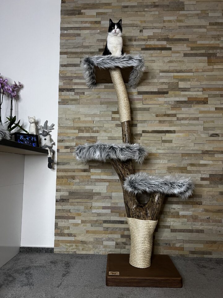 Kočičí strom Petr