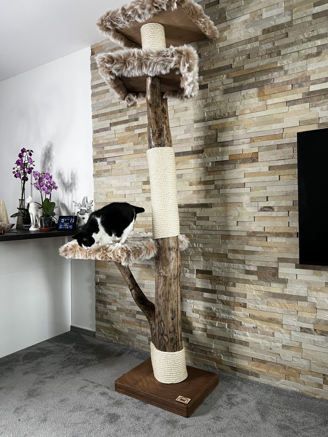 Kočičí strom Zikmund - Image 3