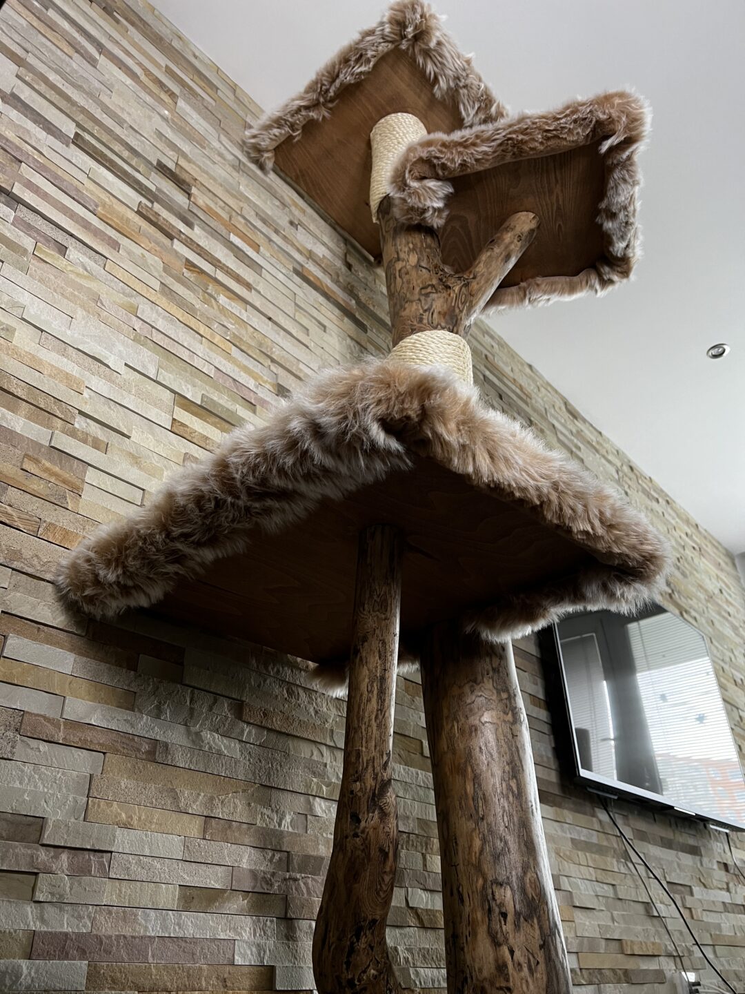 Kočičí strom Zikmund - Image 10