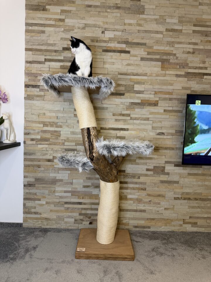 Kočičí strom Ornela