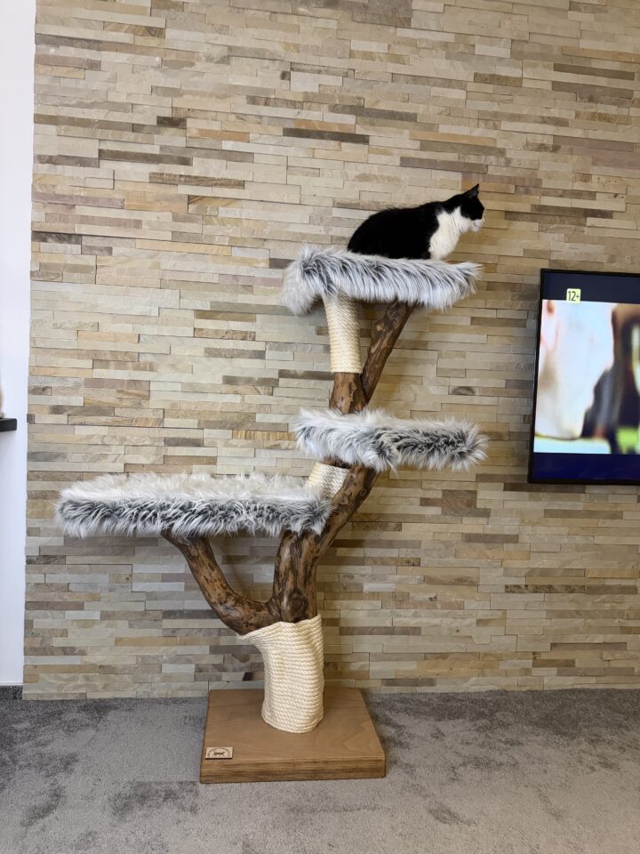 Kočičí strom Bruce