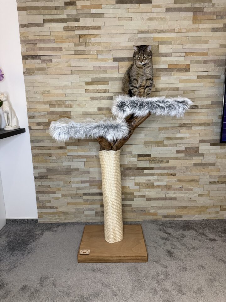 Kočičí strom Samuel