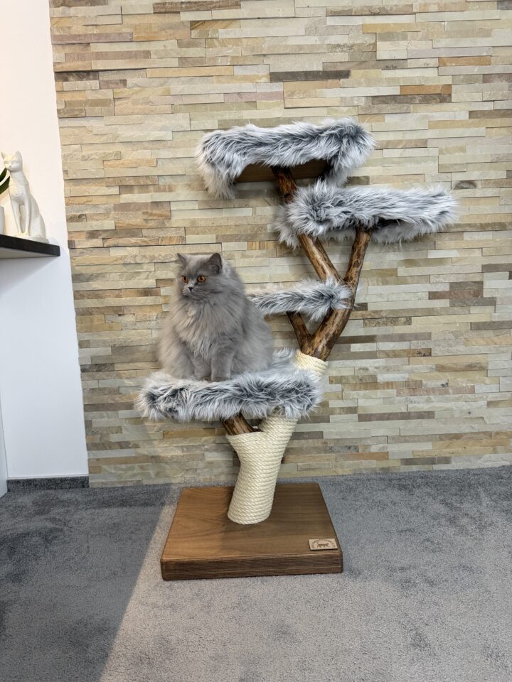 Kočičí strom Aria