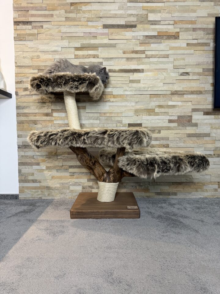 Kočičí strom Koťátko