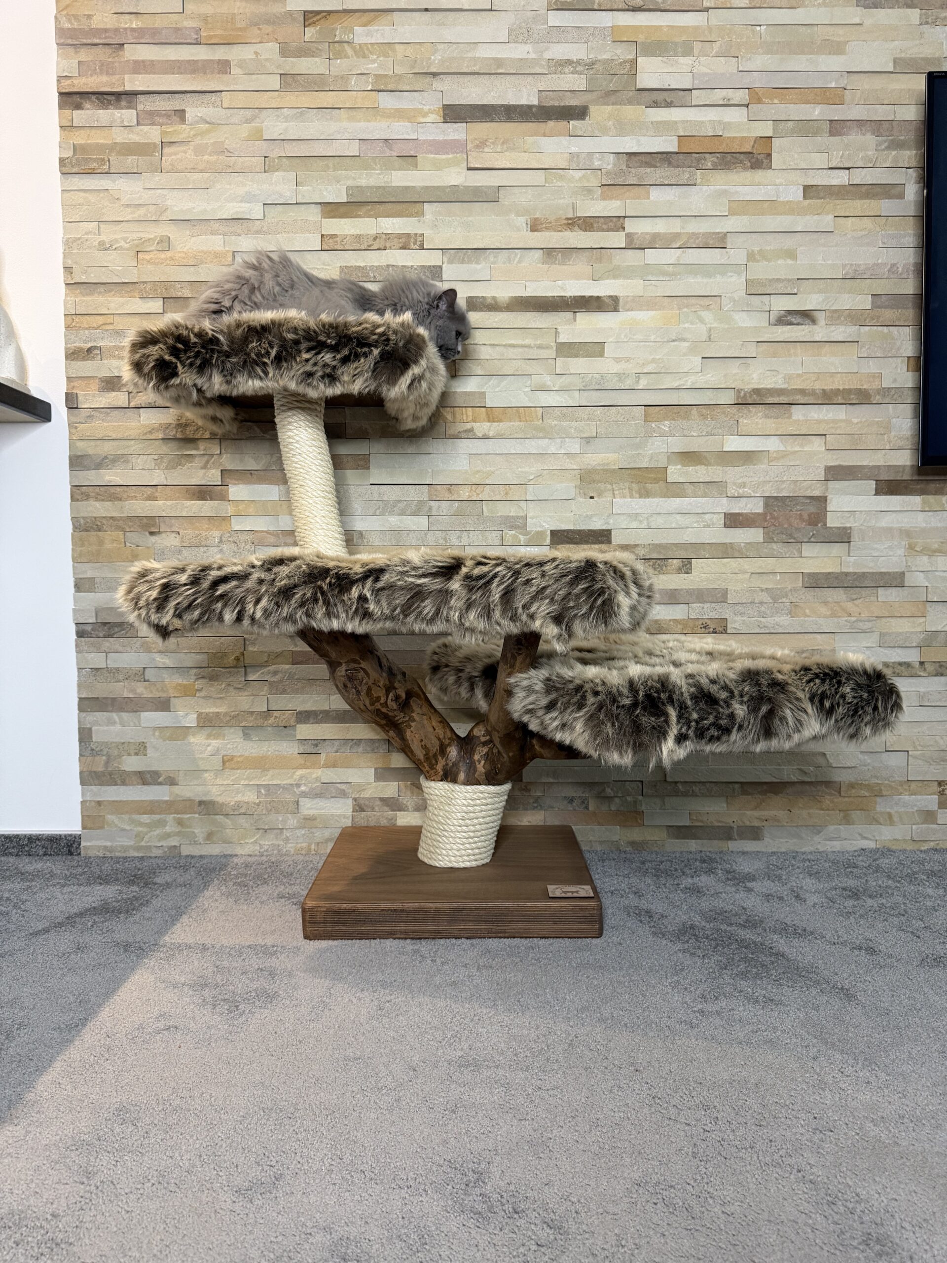 Kočičí strom Koťátko