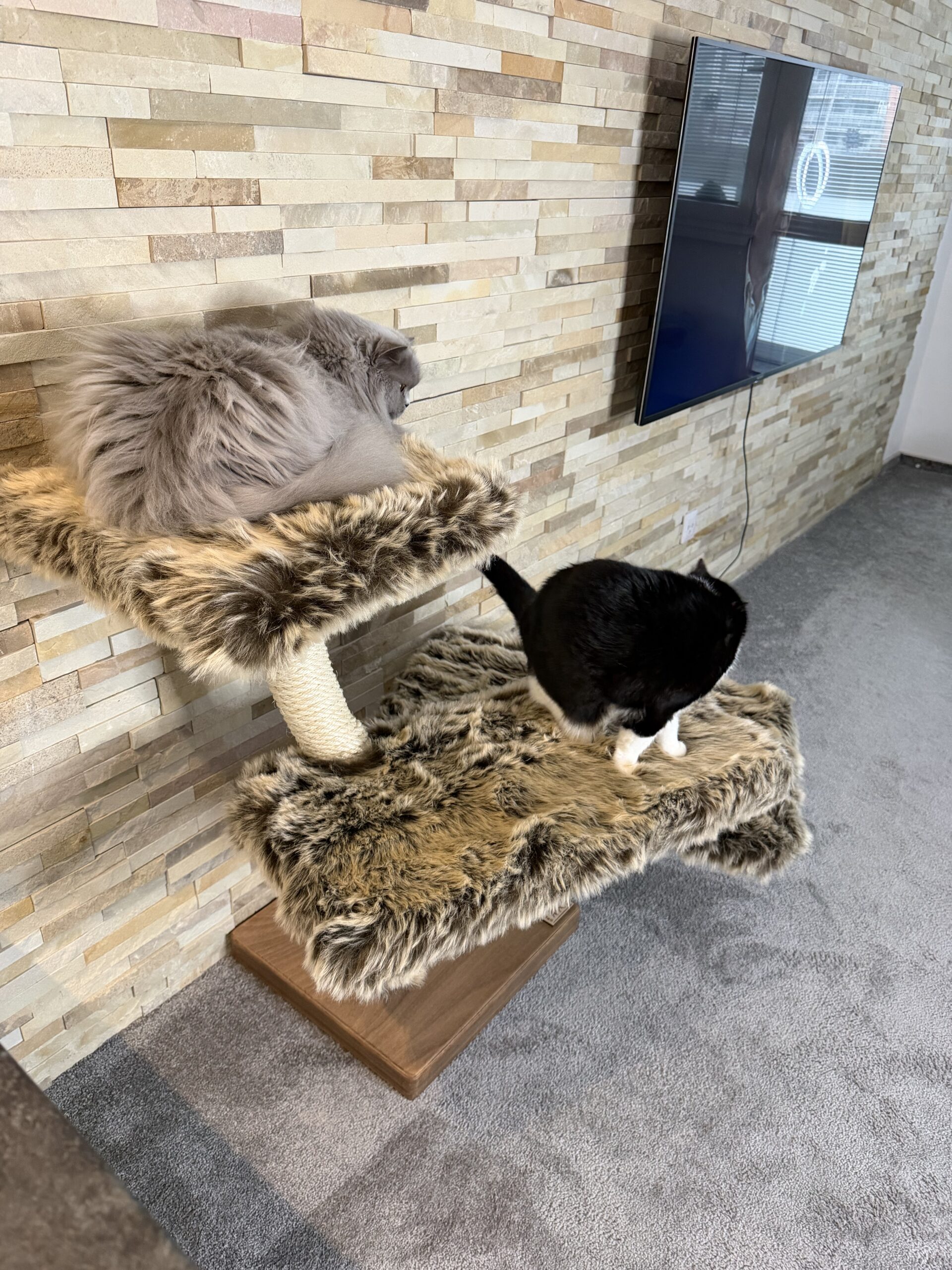 Kočičí strom Koťátko - Image 5