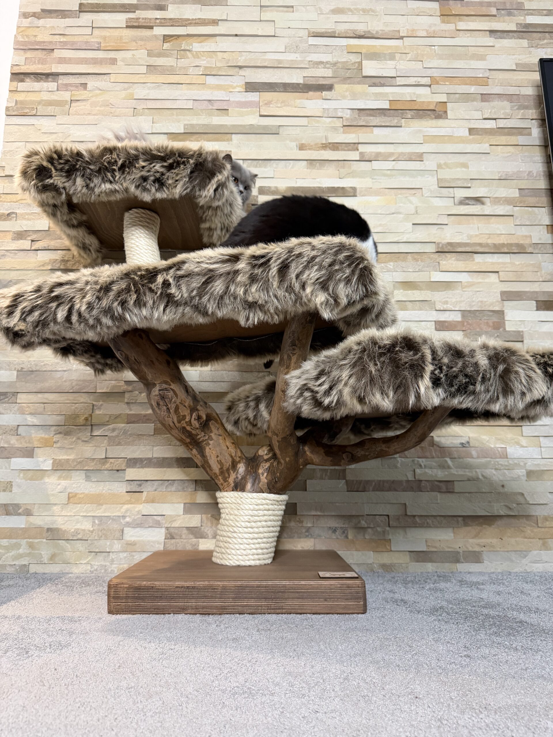 Kočičí strom Koťátko - Image 8