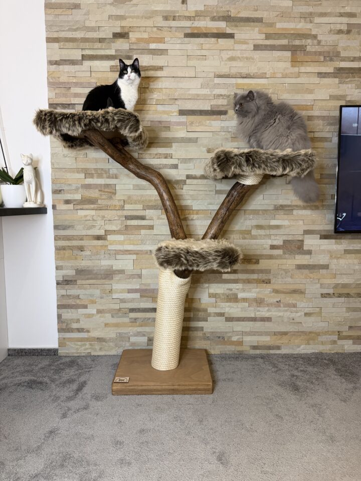 Kočičí strom David