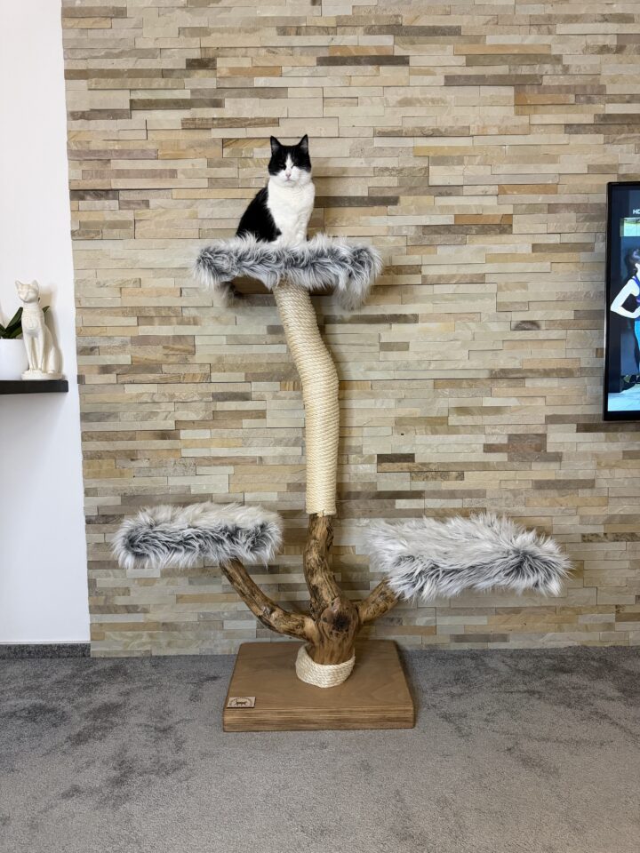 Kočičí strom Mimi