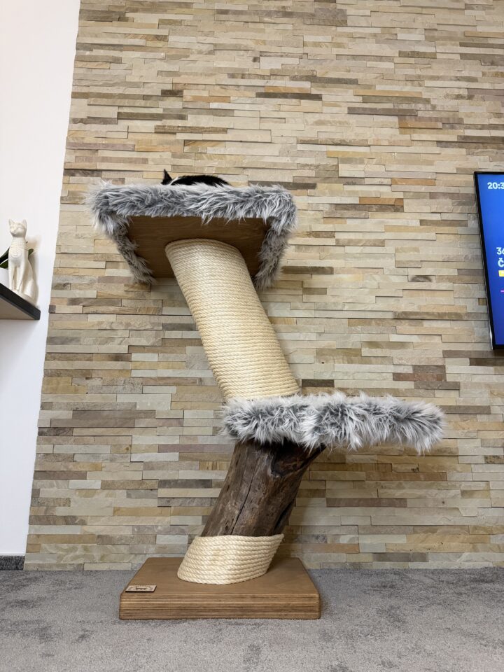 Kočičí strom Dělo