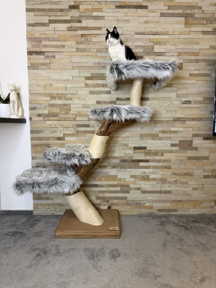 Kočičí strom Aurora