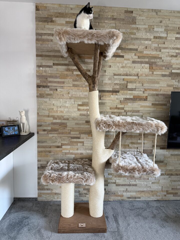 Kočičí strom Béža