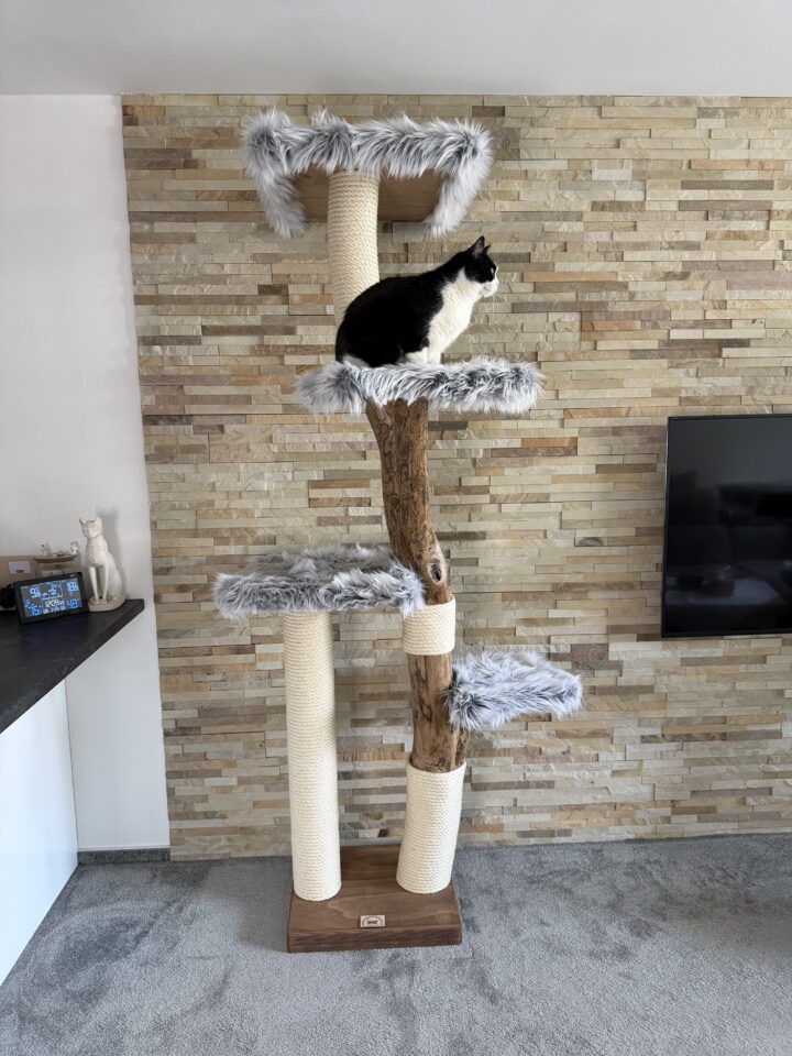 Kočičí strom Gorila