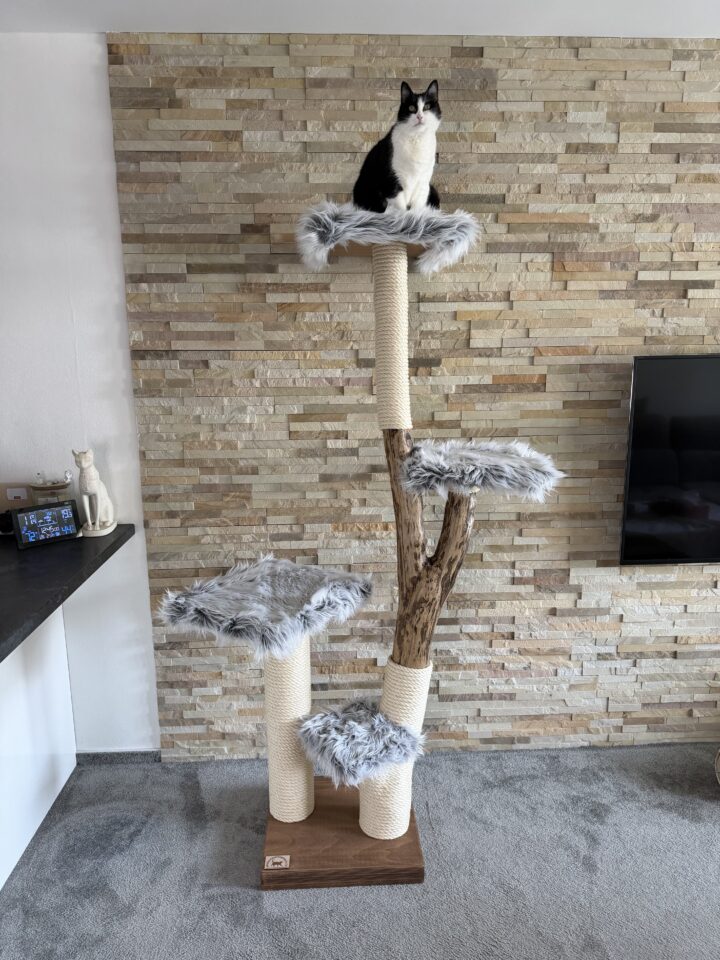 Kočičí strom Božka