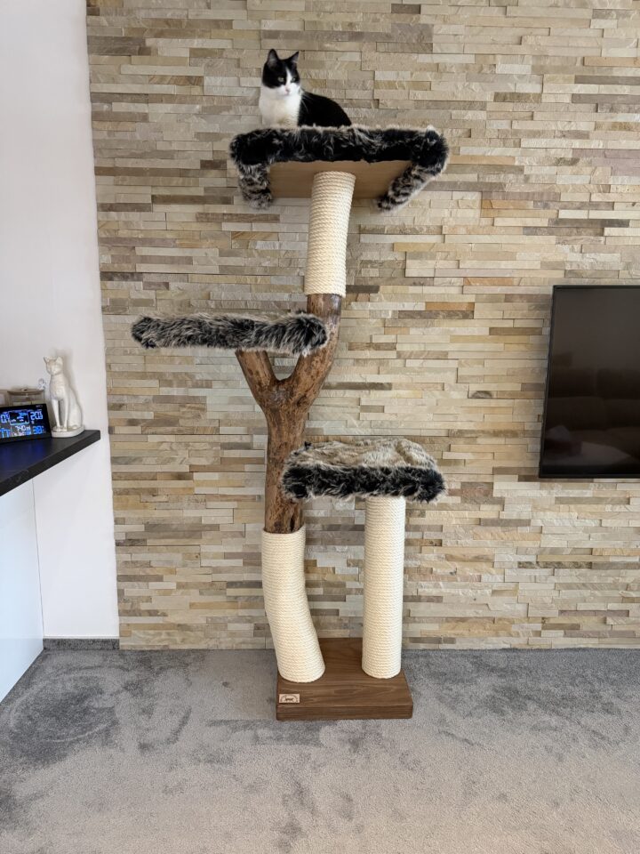 Kočičí strom Démon