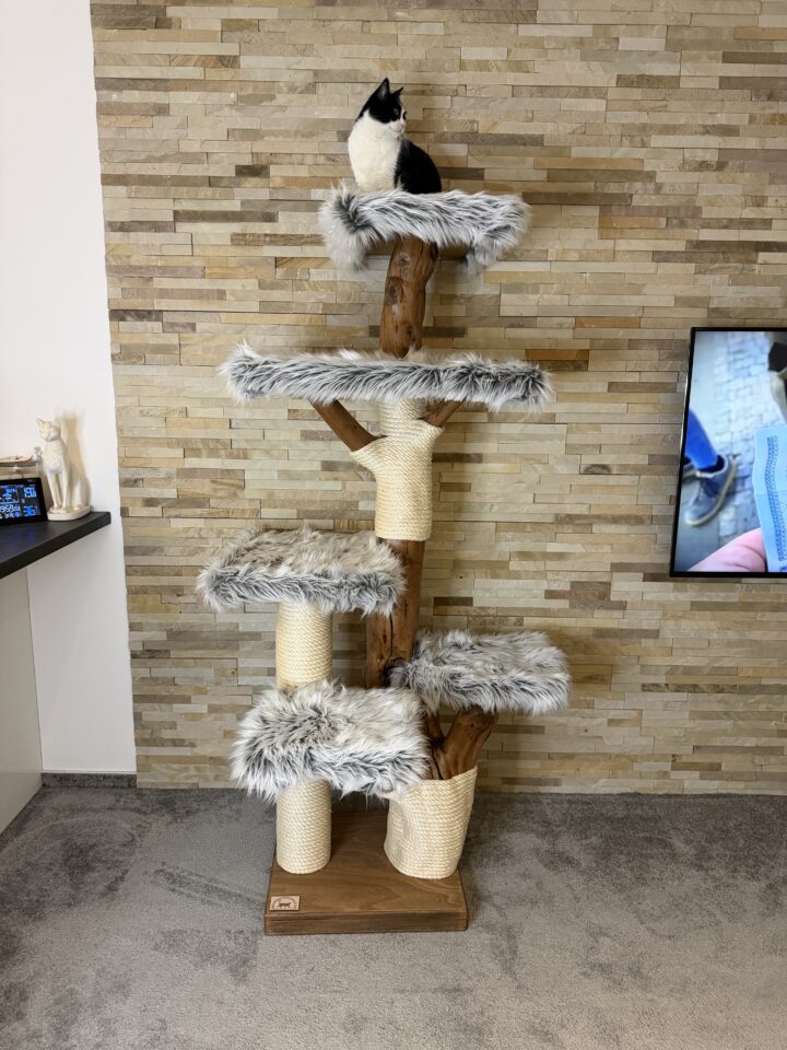 Kočičí strom Julda