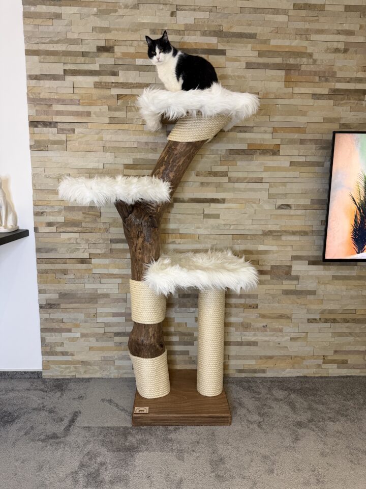 Kočičí strom Bobánek